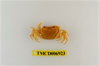 藏品(南澳澤蟹)的圖片